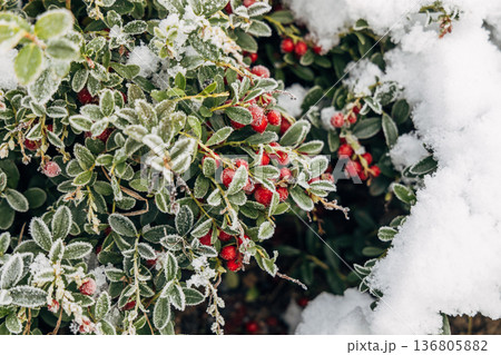 garden lingonberry coral with berries under the snow 136805882