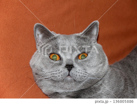 Surprised british shorthair cat with amber eyes against orange background closeup portrait. 136805886