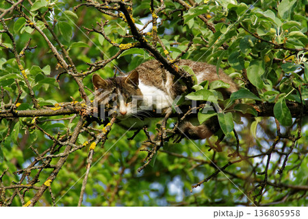 Relaxed cat lying on a tree branch. 136805958