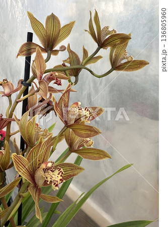 Beautiful flowers orchid (Cymbidium tracyanum) 136805960
