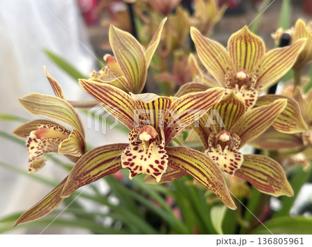 Beautiful flowers orchid (Cymbidium tracyanum) 136805961