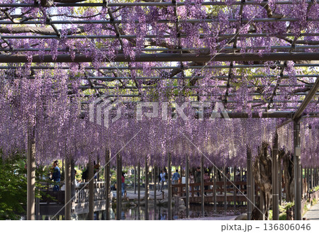 津島天王川公園　満開のフジ(愛知県津島市) 136806046