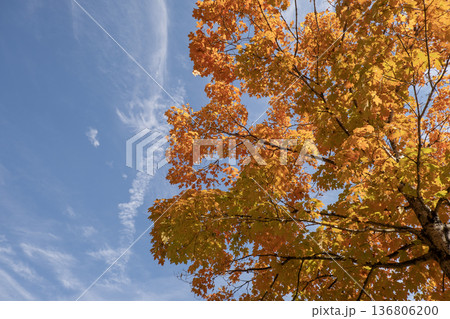 Autumn forest leaves landscape on autumnal background. Colorful foliage in the park Autumn forest leaves landscape on autumnal background. Colorful foliage in the park 136806200