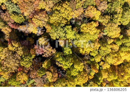 Colorful woods with yellow and orange canopies in autumn forest. Landscape of wild nature in autumn 136806205