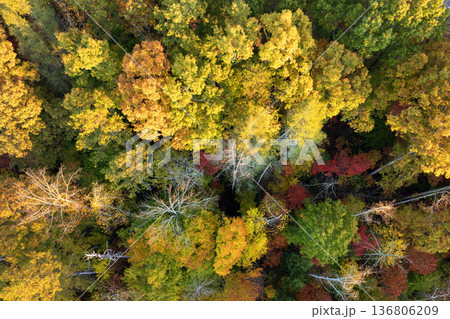 Aerial view of lush forest with colorful canopies in autumn woods on sunny day. Landscape of autumnal wild nature Aerial view of lush forest with colorful canopies in autumn woods on sunny day. Landscape of autumnal wild nature 136806209