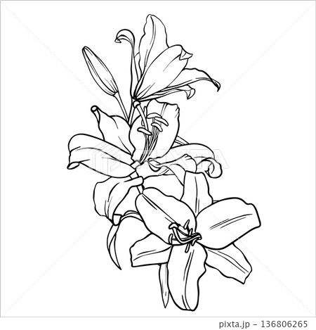 Vector Lily illustration. Bouquet of Lilies. Flower arrangement drawing in line art style. Botanical sketch Lilies painted by black inks. Hand Drawn Bouquet Graphics element outline of Flower EPS10 136806265