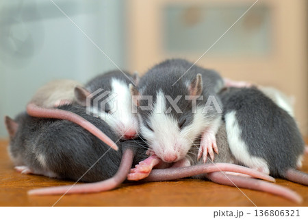 Many small funny baby rats warming together one on top of another. Many small funny baby rats warming together one on top of another. 136806321