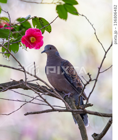 椿の花とキジバト 136806482