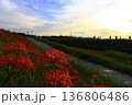 夕日に照らされる彼岸花 夕日に照らされる彼岸花 136806486