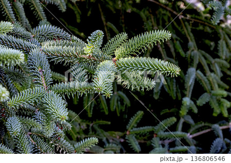 Detail of leaves of the Spanish fir or Abies pinsapo, a tree endemic to southern Spain and northern Morocco. Detail of leaves of the Spanish fir or Abies pinsapo, a tree endemic to southern Spain and northern Morocco. 136806546