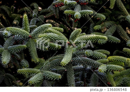 Detail of the leaves of the Spanish fir or Abies pinsapo, tree endemic to southern Spain and northern Morocco. Detail of the leaves of the Spanish fir or Abies pinsapo, tree endemic to southern Spain and northern Morocco. 136806548