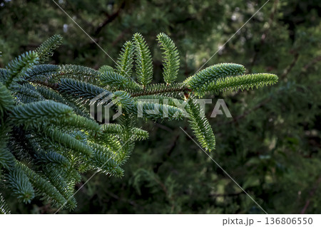 Branches of Spanish fir or Abies pinsapo. Close-up. Branches of Spanish fir or Abies pinsapo. Close-up. 136806550