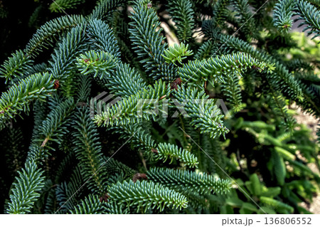 The Spanish fir is an evergreen tree with green needles. Abies pinsapo in Latin. The Spanish fir is an evergreen tree with green needles. Abies pinsapo in Latin. 136806552