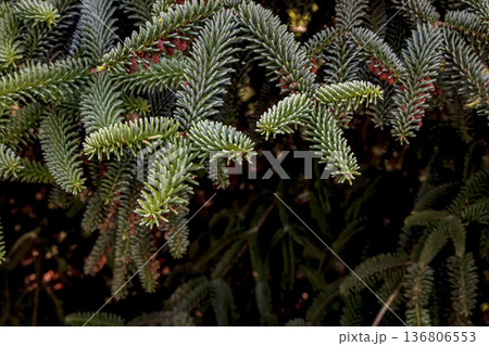 Spanish fir is an evergreen tree with green needles. Abies pinsapo in Latin. Spanish fir is an evergreen tree with green needles. Abies pinsapo in Latin. 136806553