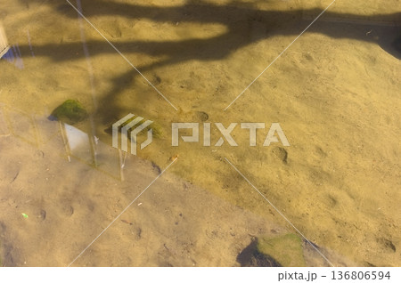 千葉県松戸市カンスケ井戸周辺2026年2月 136806594