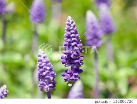 Blooming mealycup sage, or mealy sage (Salvia farinacea) 136806726