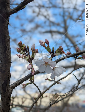 桜の花とつぼみのクローズアップ|春の青空背景素材 桜の花とつぼみのクローズアップ|春の青空背景素材 136807461