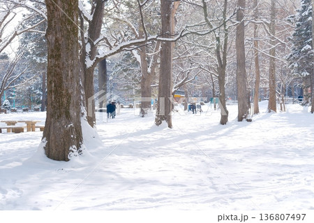 輝く雪と冬木立、陽光が彩る白い公園の風景 136807497