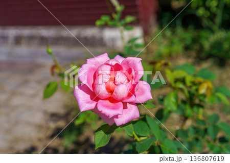 日差しを浴びて咲き誇る一輪のピンクのバラ クローズアップ 日差しを浴びて咲き誇る一輪のピンクのバラ クローズアップ 136807619