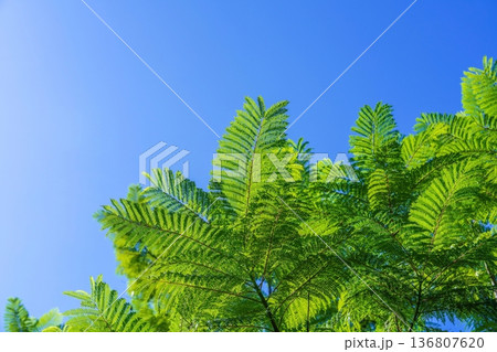 コピースペースのある爽やかな青空とジャカランダの新緑の若葉の背景素材 136807620