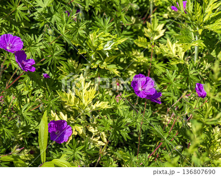Close-up of pink blood geranium or geranium sanguineum flowers in bloom 136807690