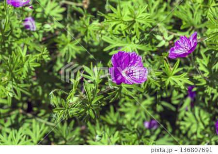 Beautiful purple flowers of Geranium sanguineum. bloody crane's-bill, bloody geranium. Floral background 136807691