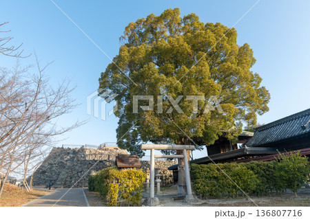 大和郡山城の柳澤神社、祖霊社付近から天守台を望む風景 大和郡山城の柳澤神社、祖霊社付近から天守台を望む風景 136807716