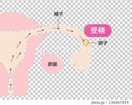 The uterus and pregnancy mechanism/fertilization The uterus and pregnancy mechanism/fertilization 136807854