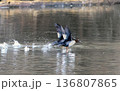 Golden eye ducks  taking off and splashing water 136807865