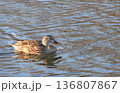 A  female Mallard Duck  swimming in a lake 136807867