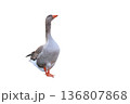 Beautiful goose isolated on white 136807868