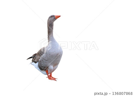 Beautiful goose isolated on white Beautiful goose isolated on white 136807868