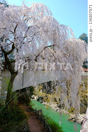 天竜峡の満開の桜 天竜峡の満開の桜 136807871