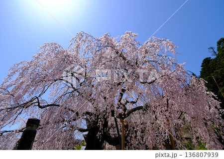 麻績の里の満開の舞台桜 麻績の里の満開の舞台桜 136807939