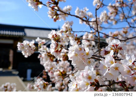 松本城太鼓門の満開の桜 136807942