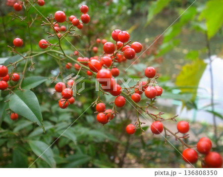 ナンテンの実 ナンテンの実 136808350