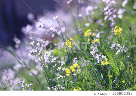 光に照らされる野草と菜の花 136808355