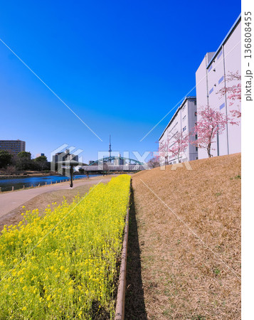 菜の花が咲く春の桜の名所と菜の花菜く旧中川遊歩道 菜の花が咲く春の桜の名所と菜の花菜く旧中川遊歩道 136808455