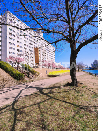 桜並木が続く旧中川の住宅地 136808457