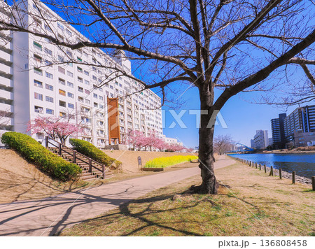 桜並木が続く旧中川の住宅地 136808458