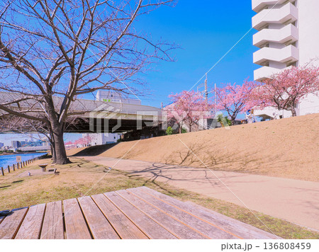桜が咲く旧中川の遊歩道 桜が咲く旧中川の遊歩道 136808459