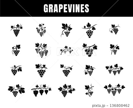 Grapevine Silhouette Set Vintage Grape Branch and Leaves Vector Collection Grapevine Silhouette Set Vintage Grape Branch and Leaves Vector Collection 136808462