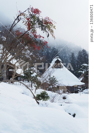 白い雪と赤い南天とかやぶき屋根の民家 白い雪と赤い南天とかやぶき屋根の民家 136808471
