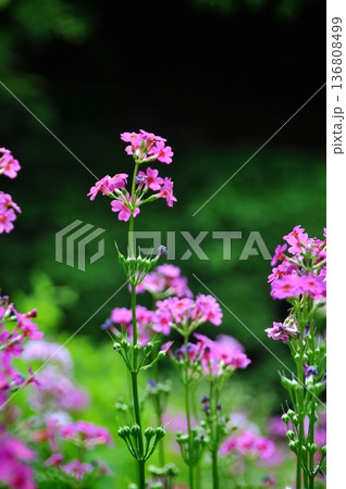 初夏の高原に咲くクリンソウ 136808499