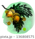 Hand-Drawn Oak Acorns Illustration. Vintage Ink and Yellow Watercolor Botanical Art 136808575