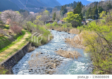 赤谷川　桜の咲く頃　新治中央運動公園付近の風景　 136808609