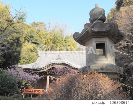 神奈川県　吾妻山公園　吾妻神社の景観　1月 136808614