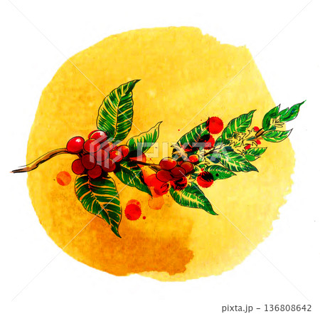 Hand-Drawn Coffee Tree Branch Illustration. Vintage Ink and Yellow Watercolor Botanical Art 136808642