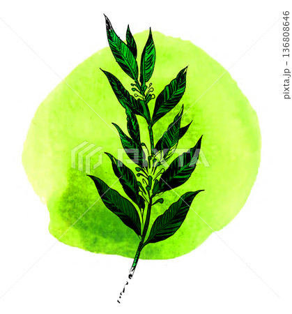 Hand-Drawn Laurus Nobilis Illustration. Vintage Ink and Yellow Watercolor Bay Laurel Art 136808646