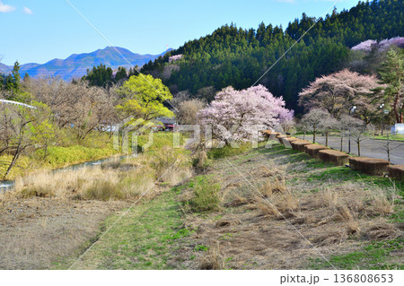 赤谷川沿いの風景 桜の咲く頃 新治中央運動公園付近 赤谷川沿いの風景 桜の咲く頃 新治中央運動公園付近 136808653
